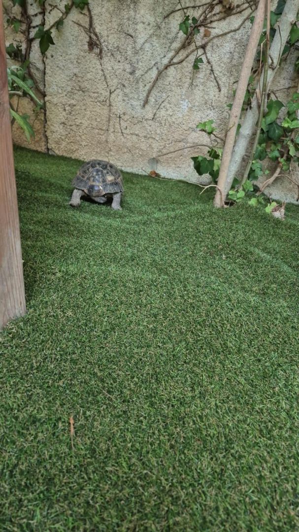 Yemyeşil Bir Bahçe, Sıfır Bakım: Premium Suni Çim Halı Çözümleri